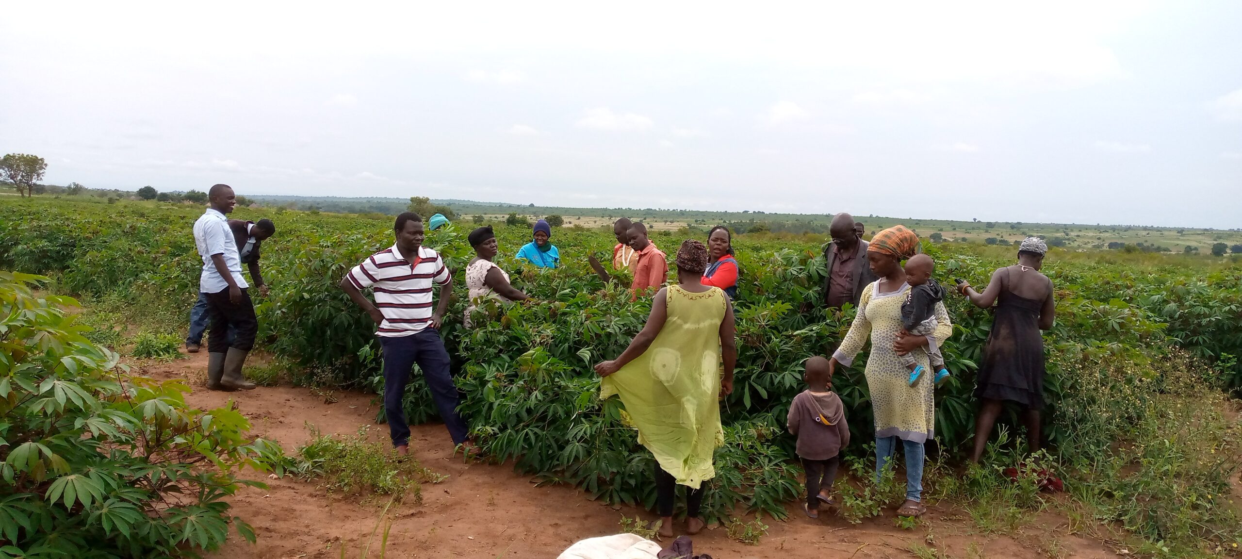 Angal, Area, Producers, Association, Cooperative, society, limited, company, non, governmental, profit, business, Nyaravur, Nebbi, Arua, West Nile, Albert, Nile, Lake, DR Congo, South, Sudan, Farming, Agro-processing, Value addition, industrialization, cassava, farmers, agribusiness, crop, grains, animal seed multiplication, mechanization, precision agriculture, soy beans, cereals, community, based, rural, producers, organization, multi stakeholders,