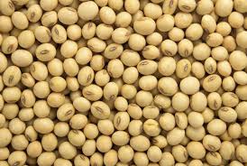 Soy Beans